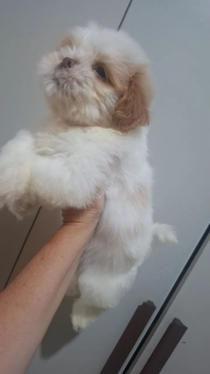 Shitzu  - Foto 2