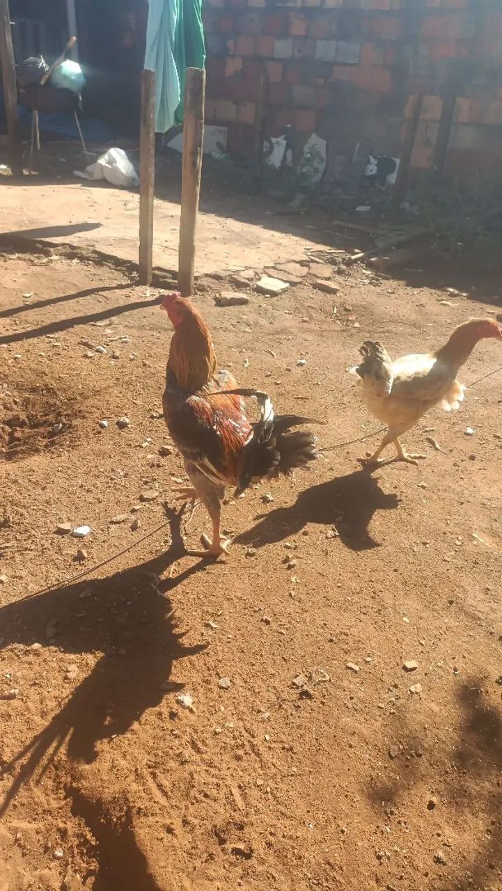 Vendo galo  - Foto 2