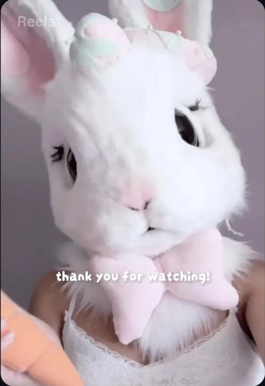 Fursuit Coelho Fofinha  - Foto 4