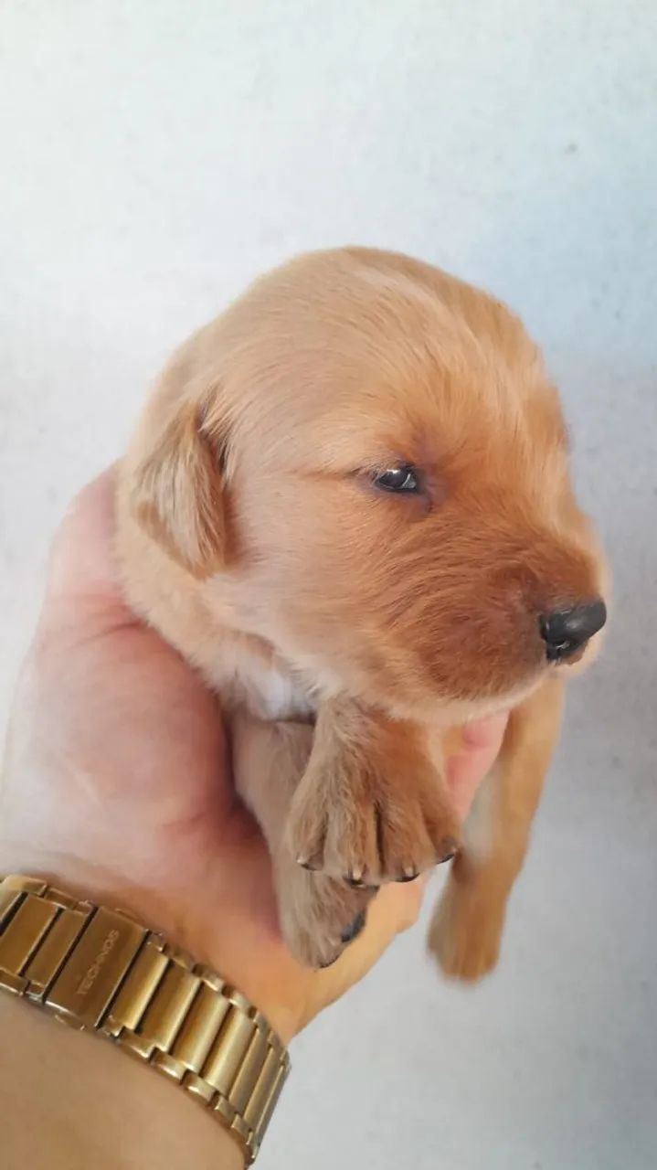 Golden Retriever disponíveis puros - Foto 2