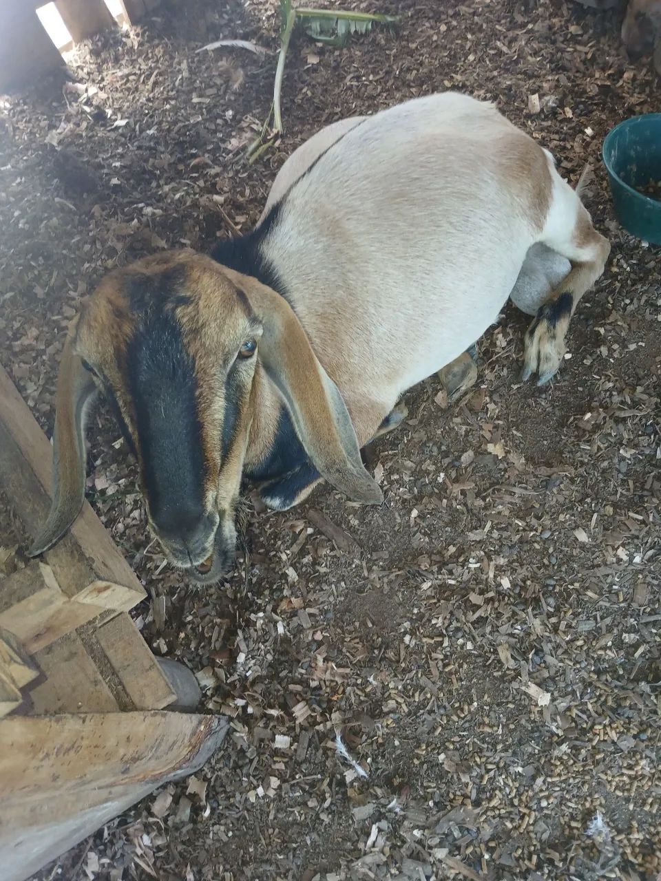 Casal de cabras  - Foto 4