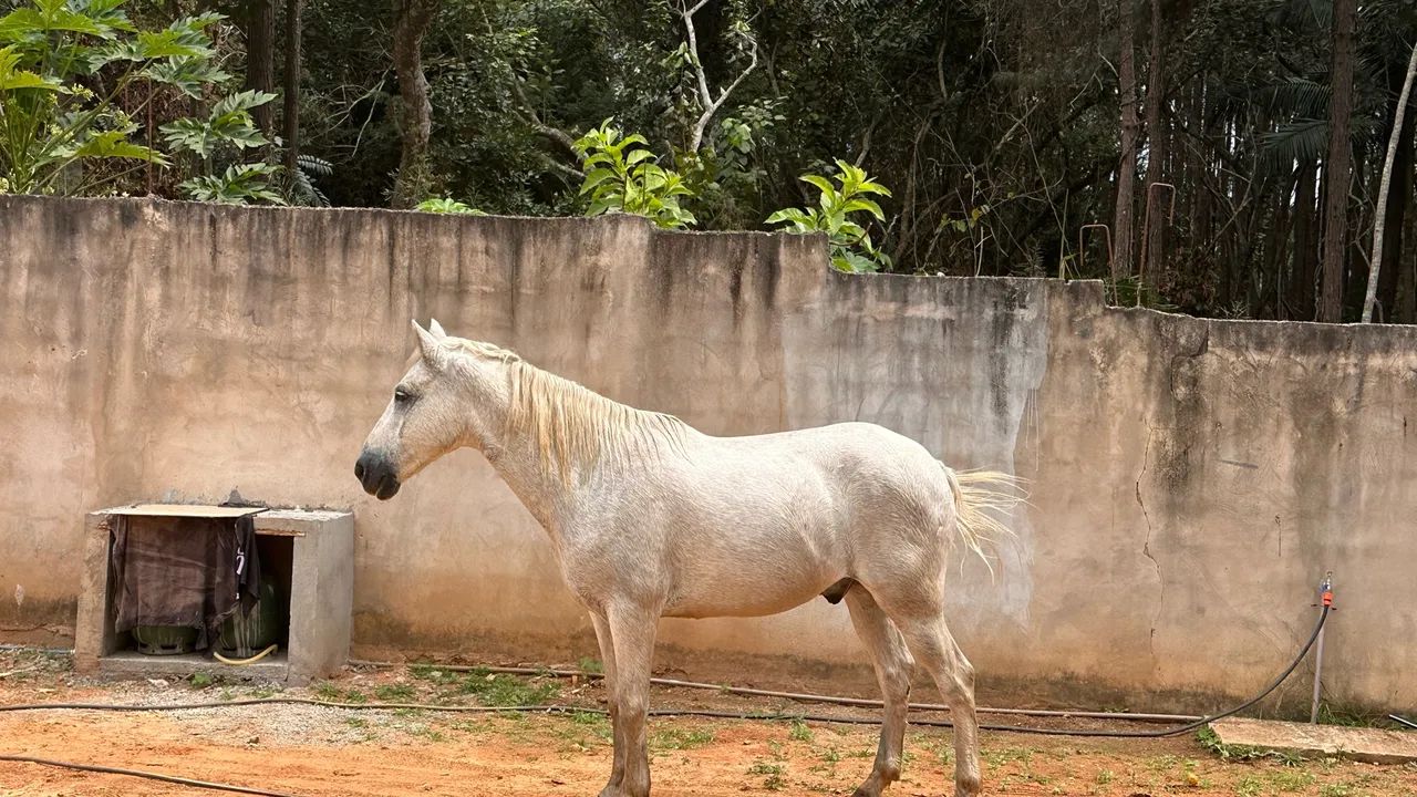 Cavalo 