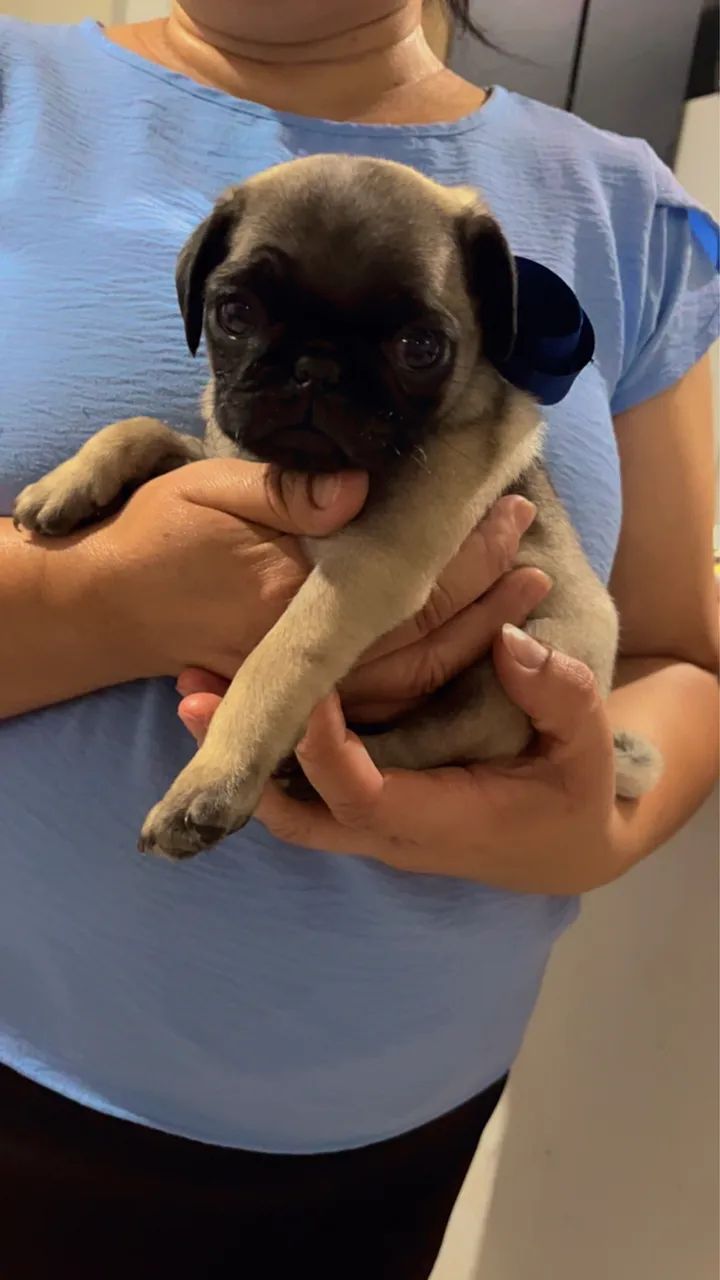 Vende-se Pug