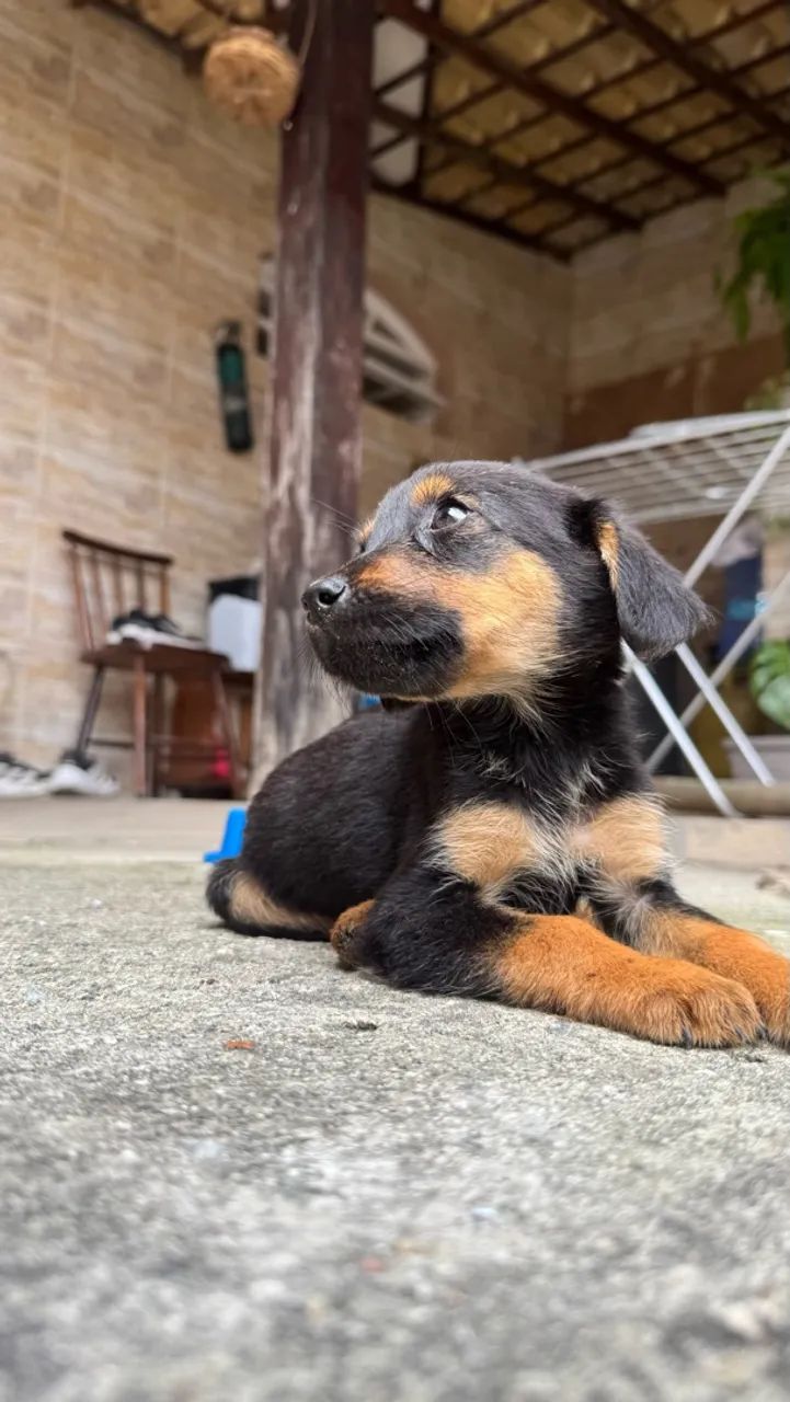 Cachorrinho pra adoção  - Foto 5
