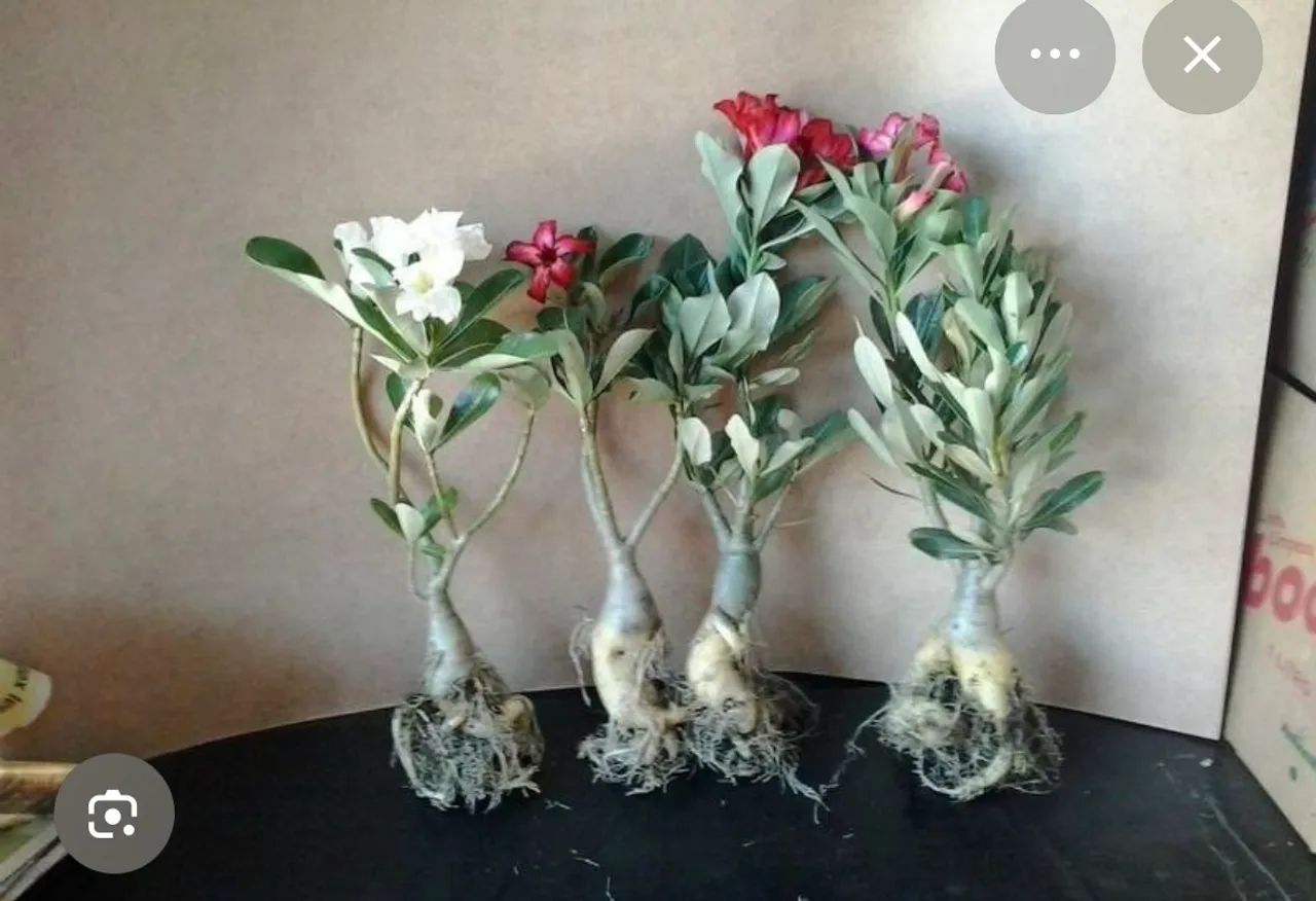 Rosa do deserto 