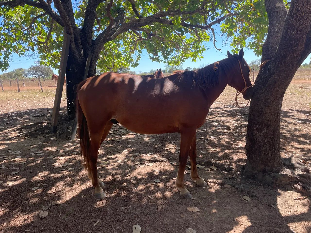 Cavalo  - Foto 2