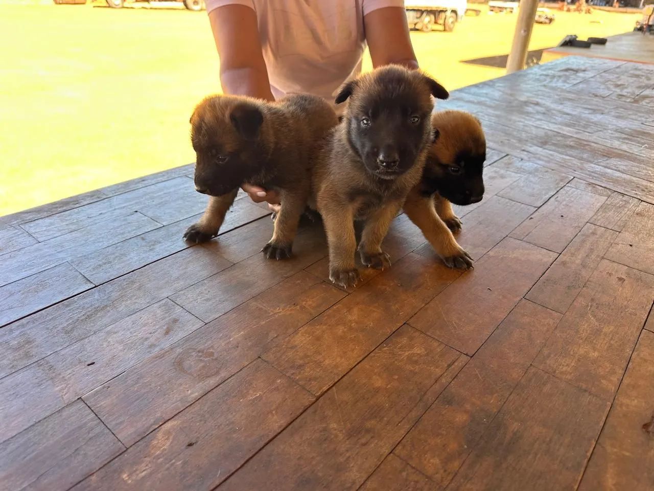 Pastor malinois - Foto 5