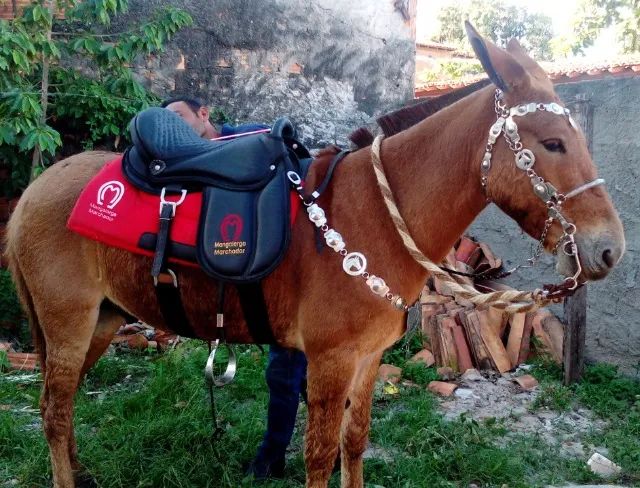 Burro bom e Manso - Foto 2