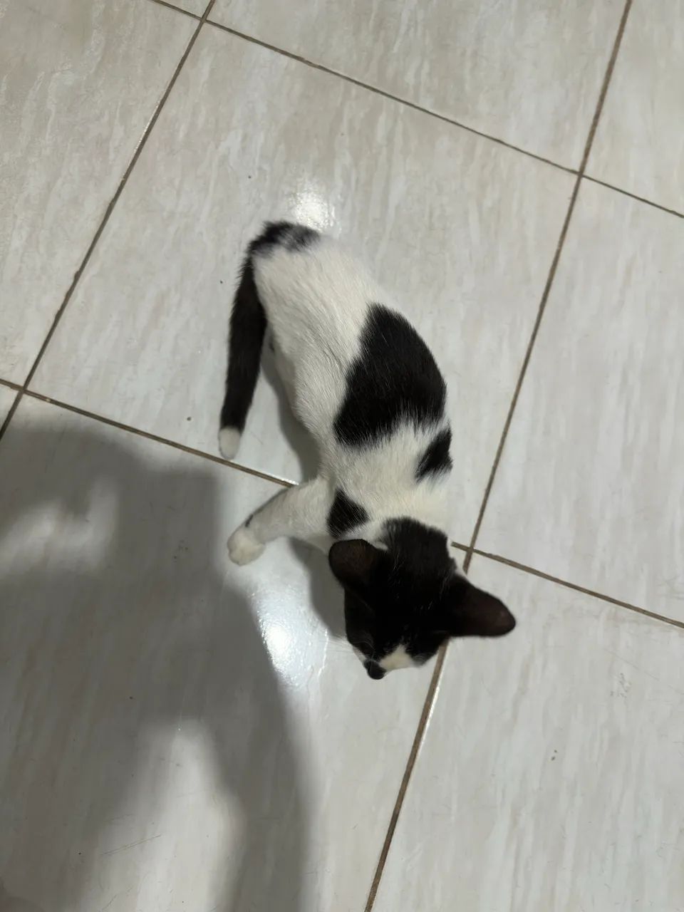 Doação 3 meses fêmea