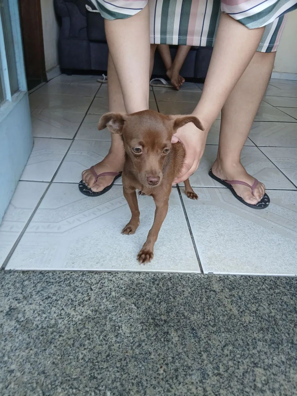 Cachorra Pincher  - Foto 2