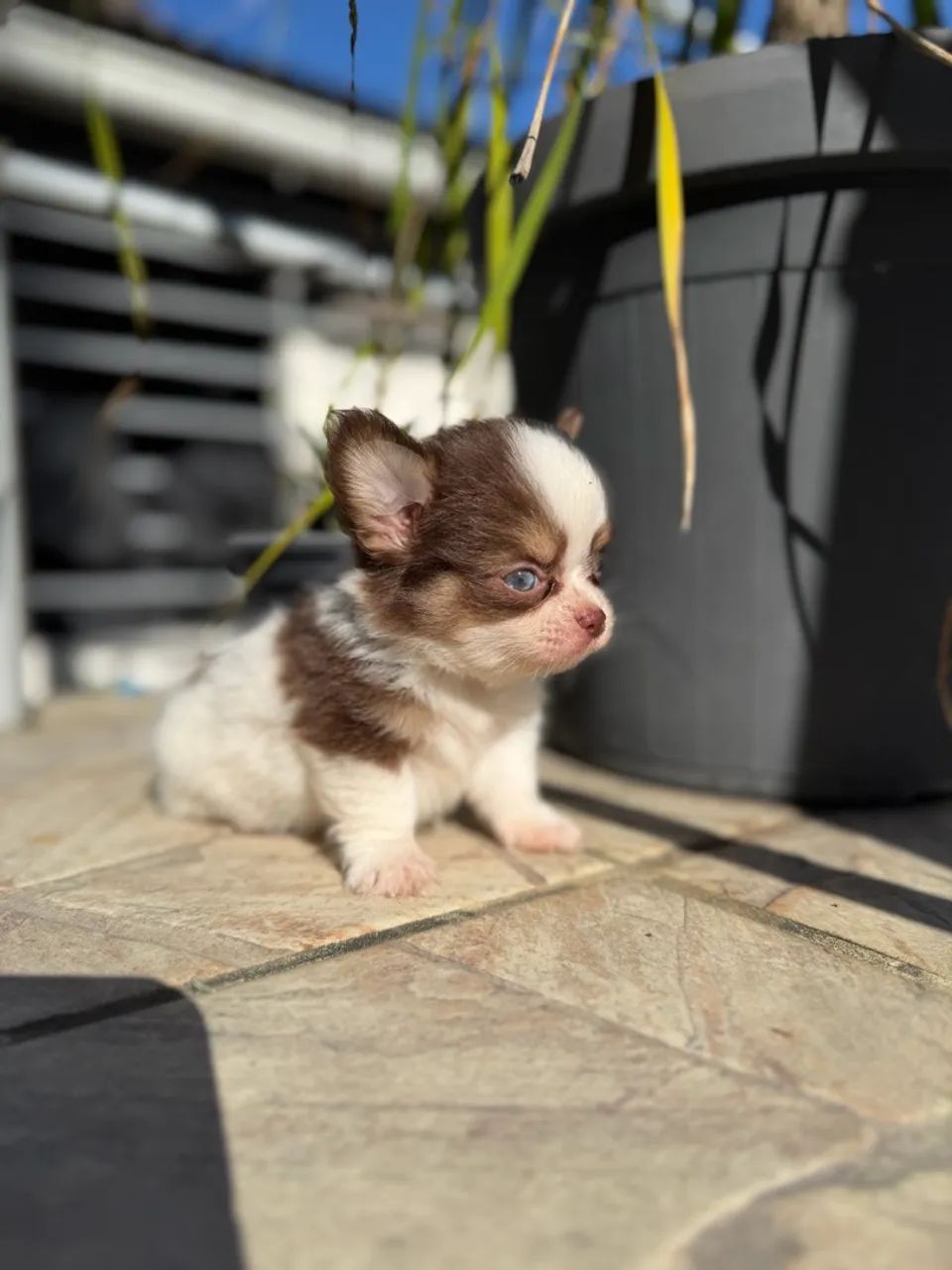 Chihuahuas - Foto 2