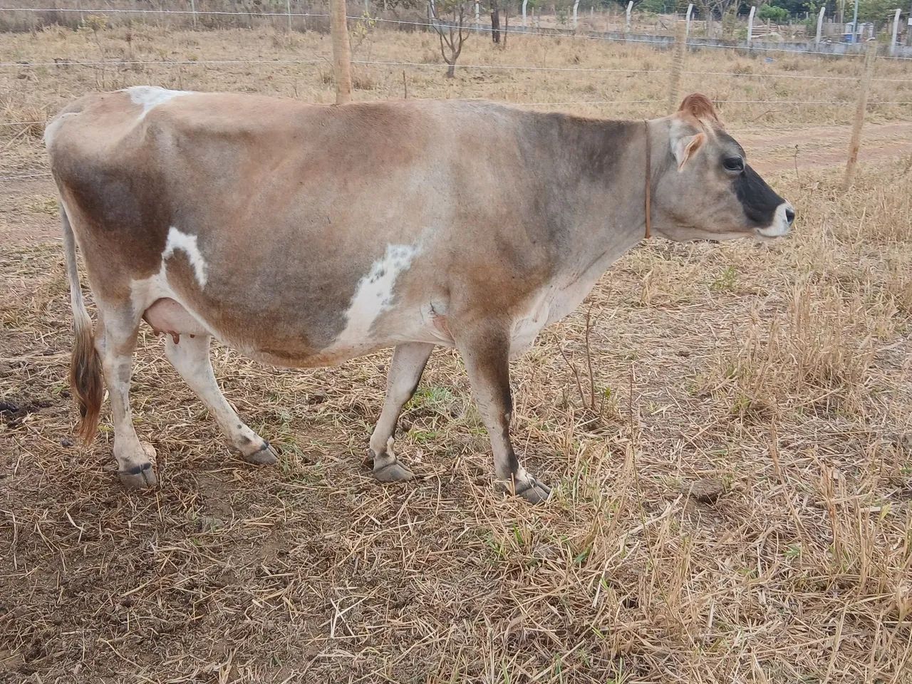Vaca Jersey 