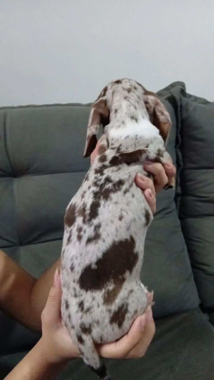 Filhotes teckel  - Foto 6