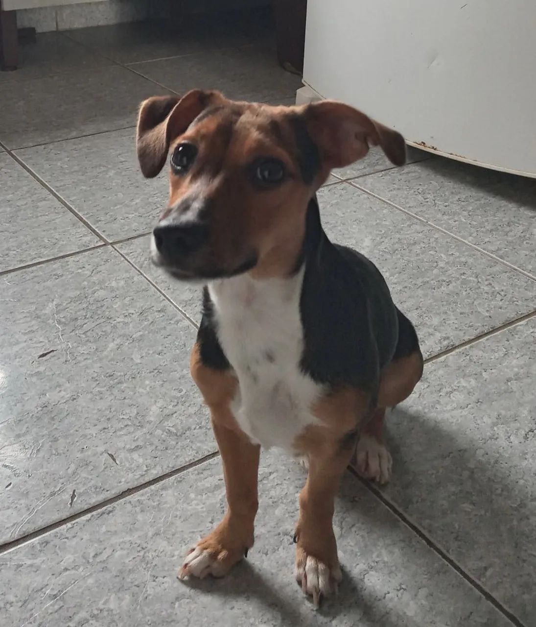 Doação responsável - Foto 2