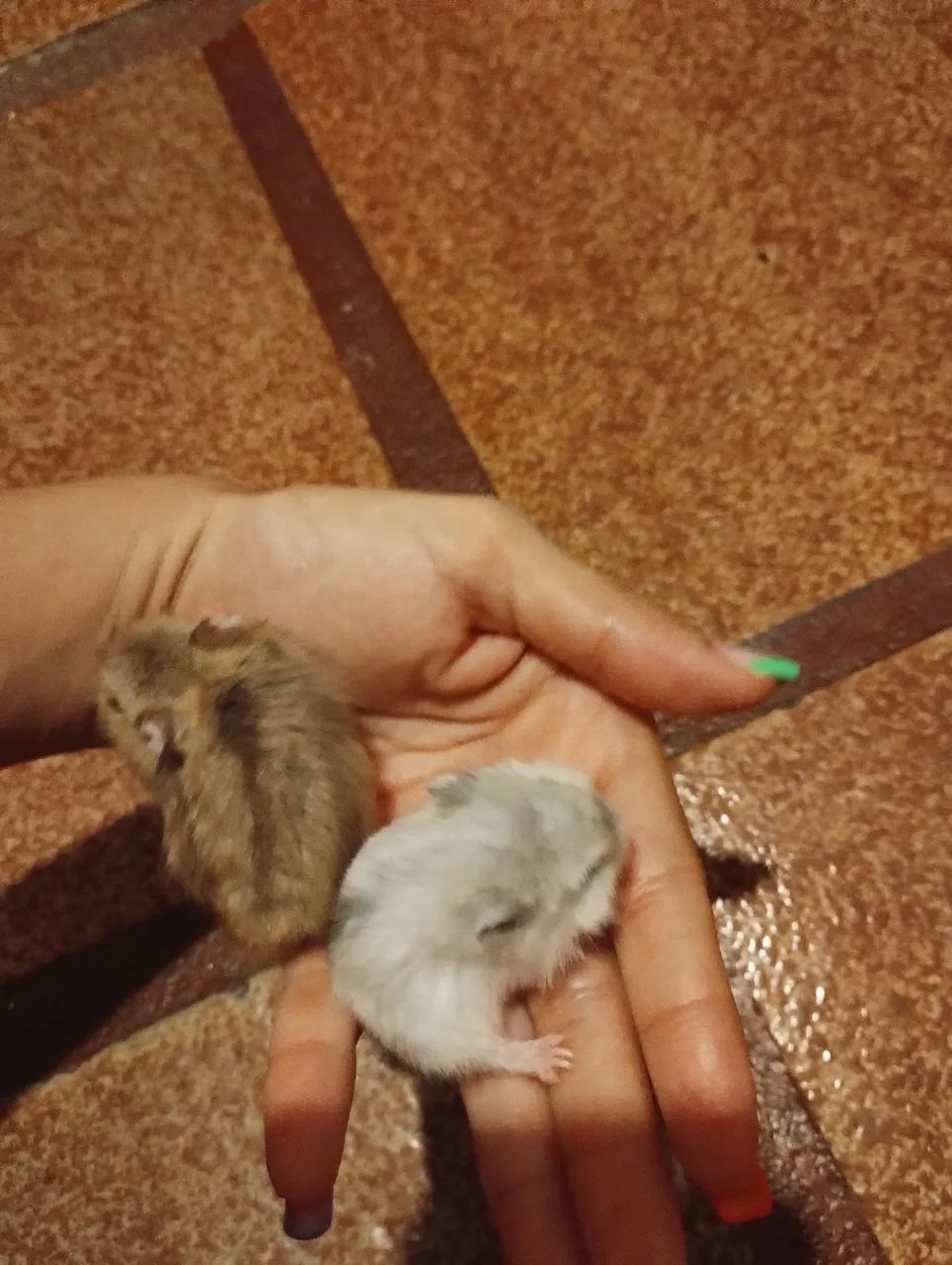 Filhotes de Hamsters Nascidos dia 12/01/26 - Foto 3