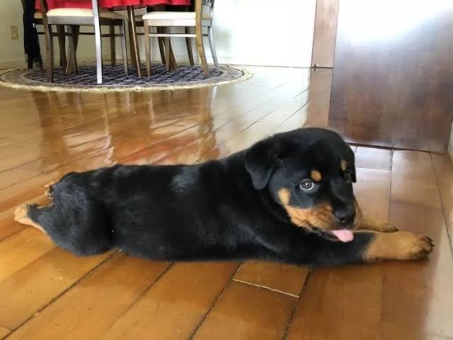 Rotwaller 2 meses 1,500 - Foto 2