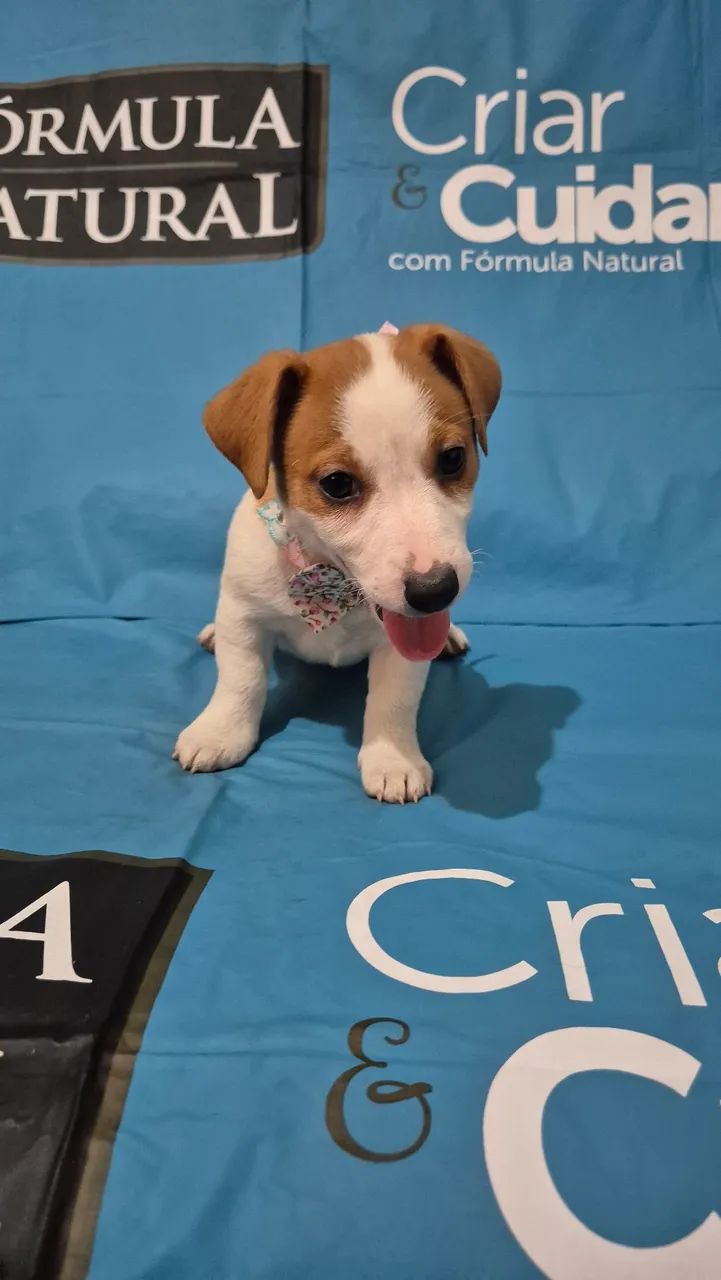 Jack Russell Terrier  - Foto 3