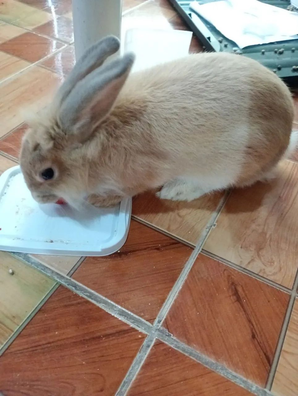 Coelho Mini Lion - Foto 2