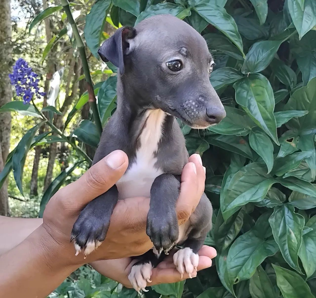 Sofisticação e beleza: Galgo Italiano machos
