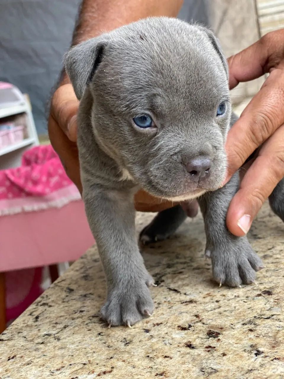American Bully  - Foto 2