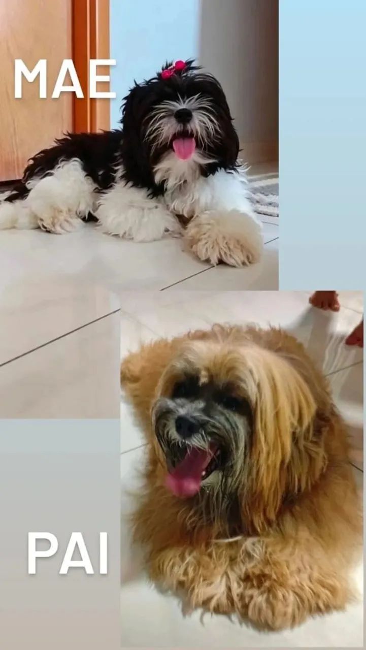 Vendo lhasa Apso  - Foto 5