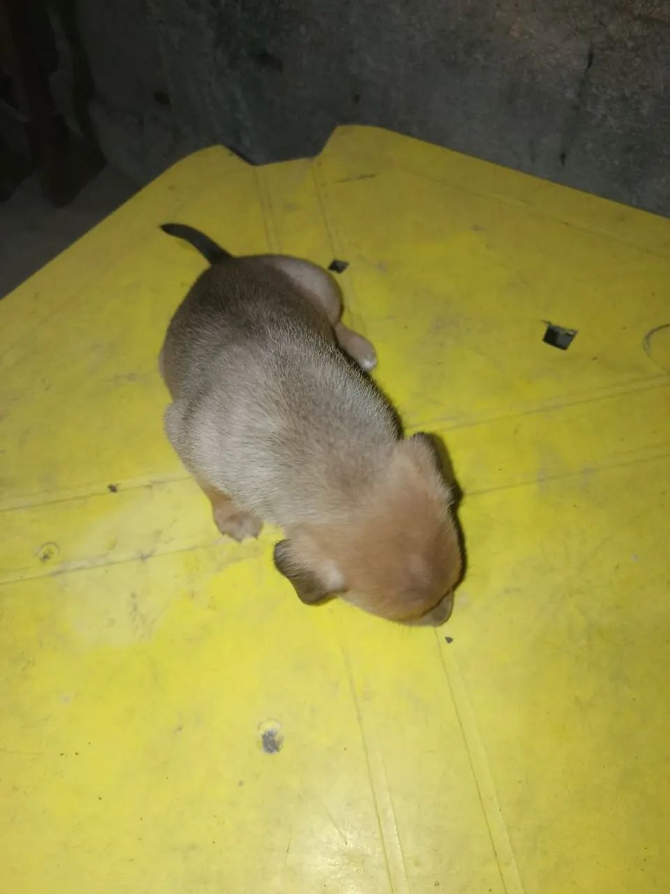 Doação de cachorrinhos  - Foto 4