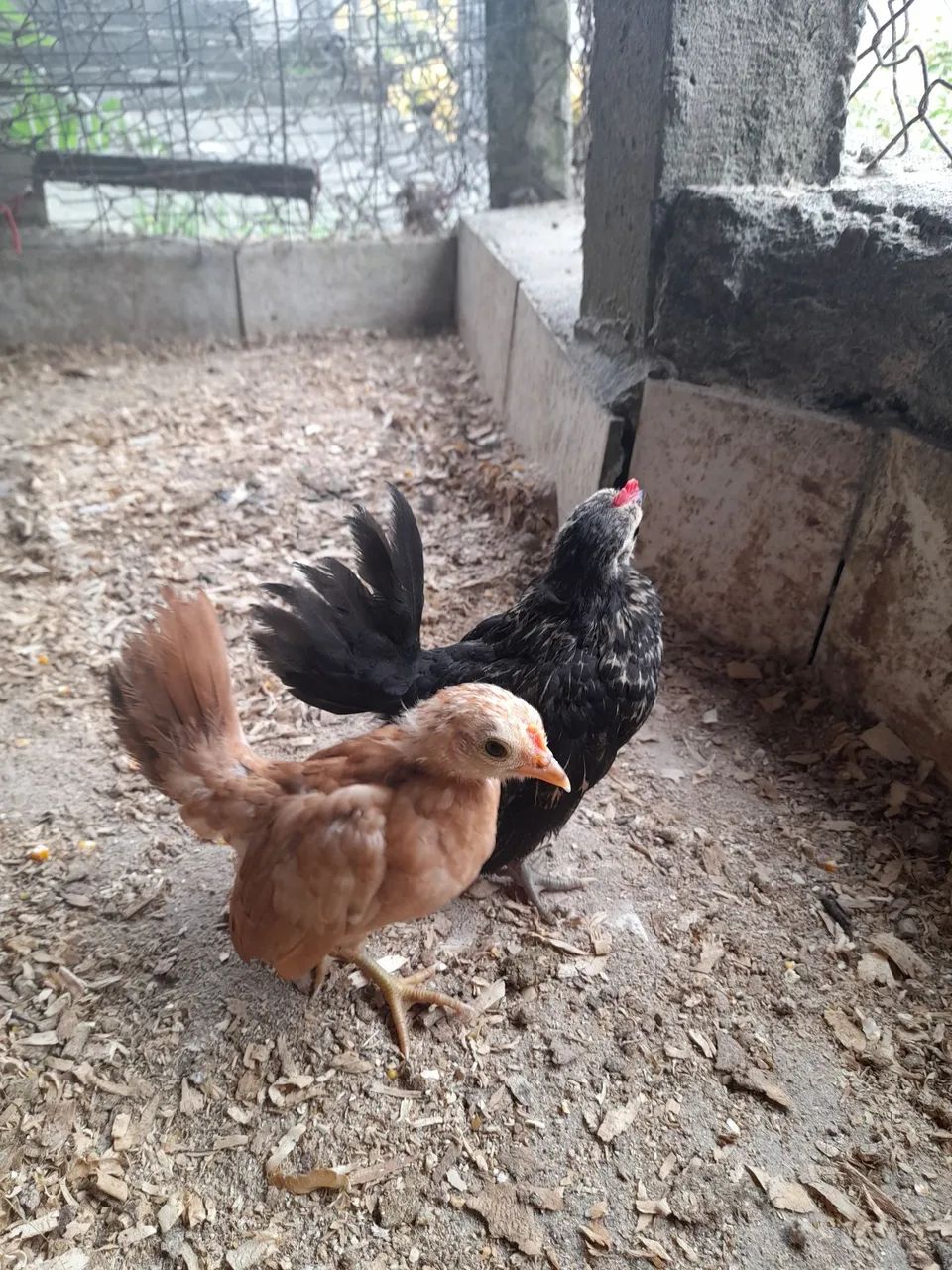 Galinha serama.  - Foto 4