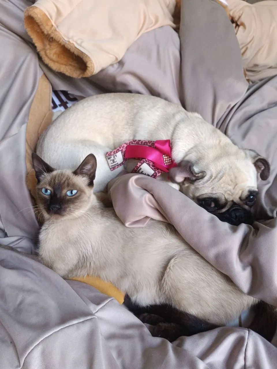 Adote um Gatinho e ganhei 1 caminha e 1 saco de ração p. - Foto 6