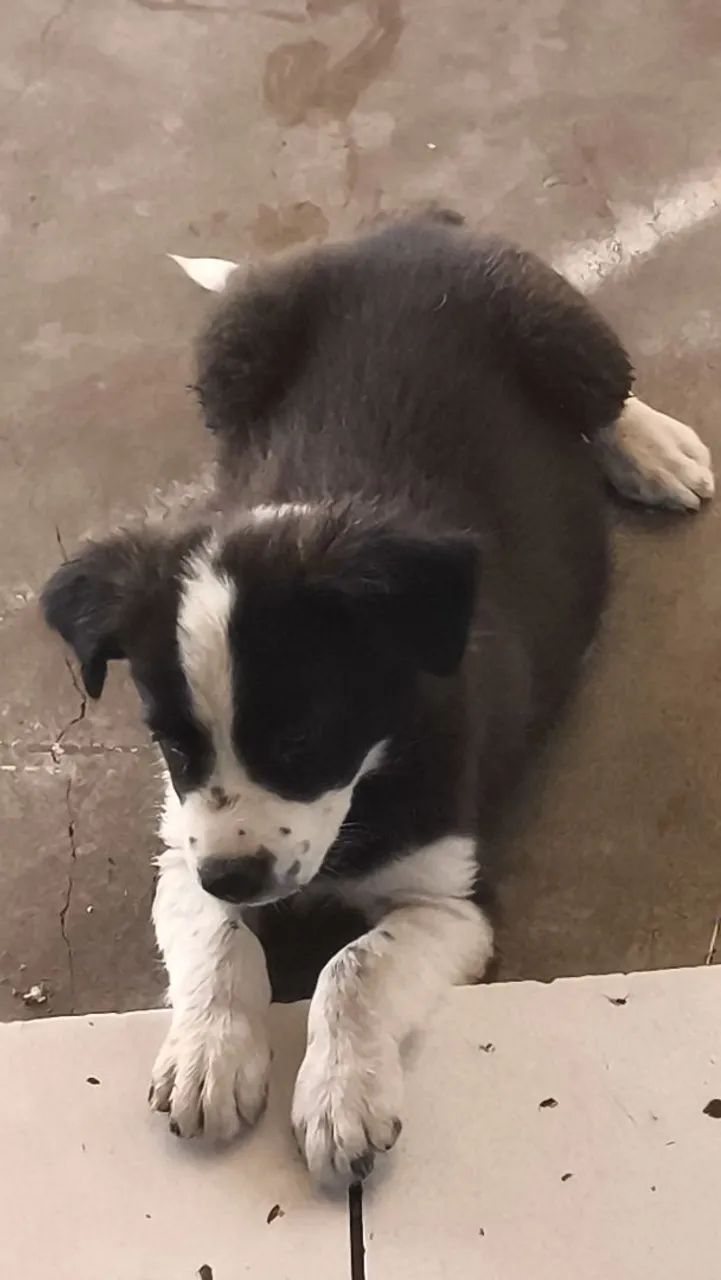 Filhote de border collie - Foto 4