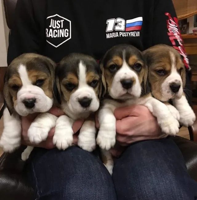 Beagle 13 Polegadas Presença que contribui para a harmonia cotidiana