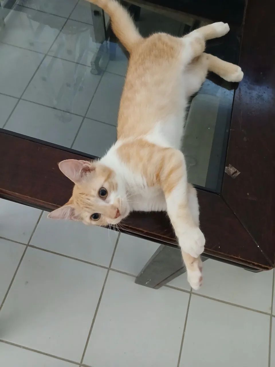 Gatinho Adote um Amigo  - Foto 2