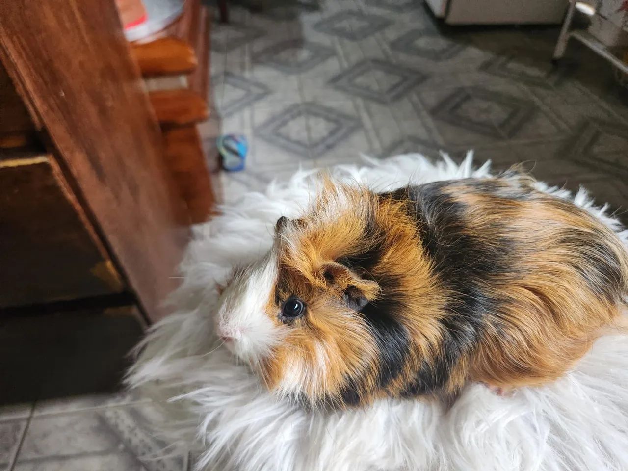 Porquinho da índia  - Foto 6