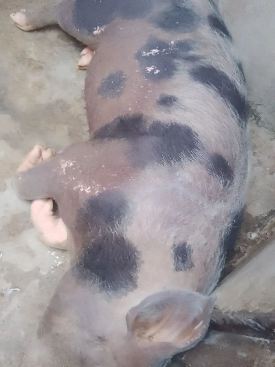 Porco - Foto 2