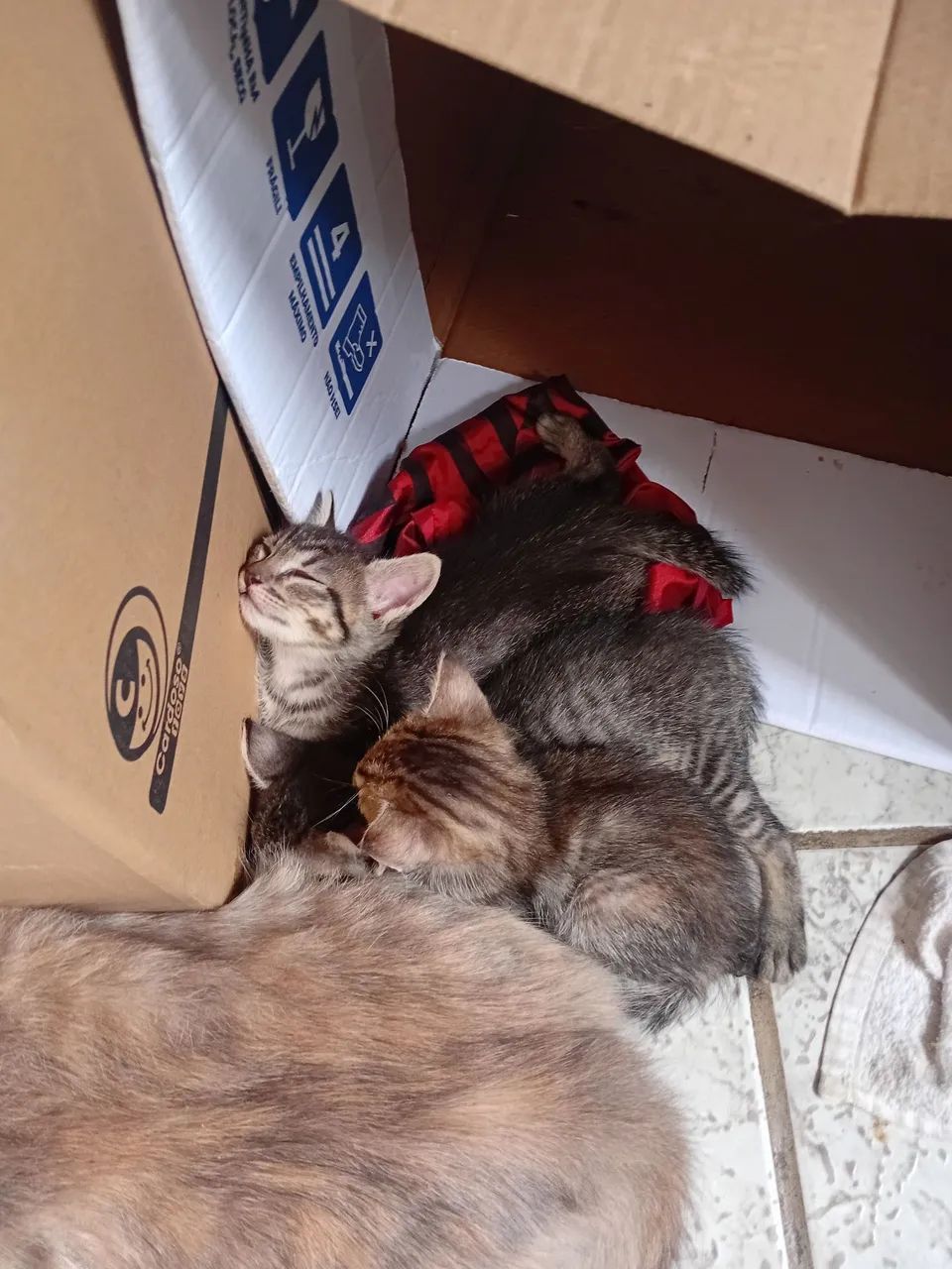 Doação de gatinhos  - Foto 5