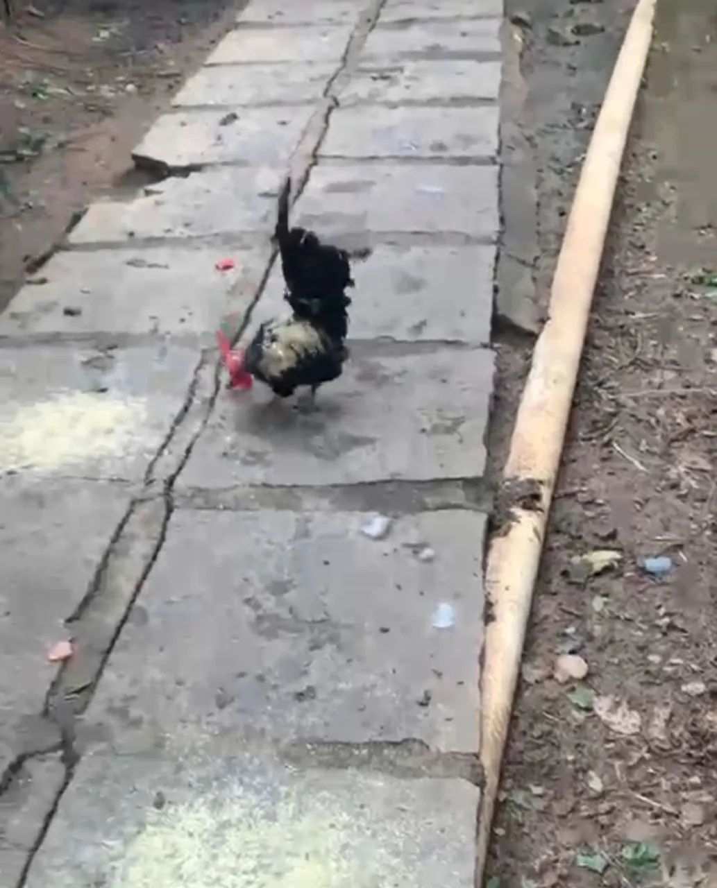 Frango garnize 