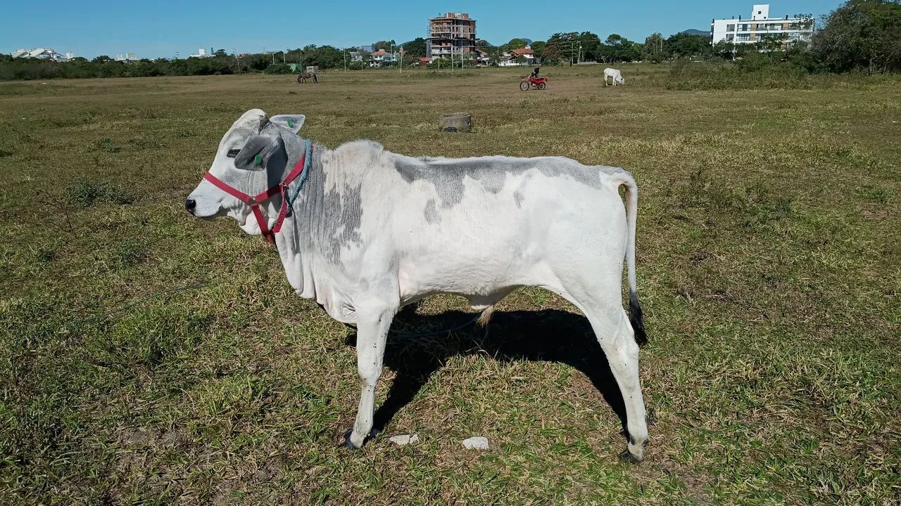 Vendo terneiros... - Foto 4