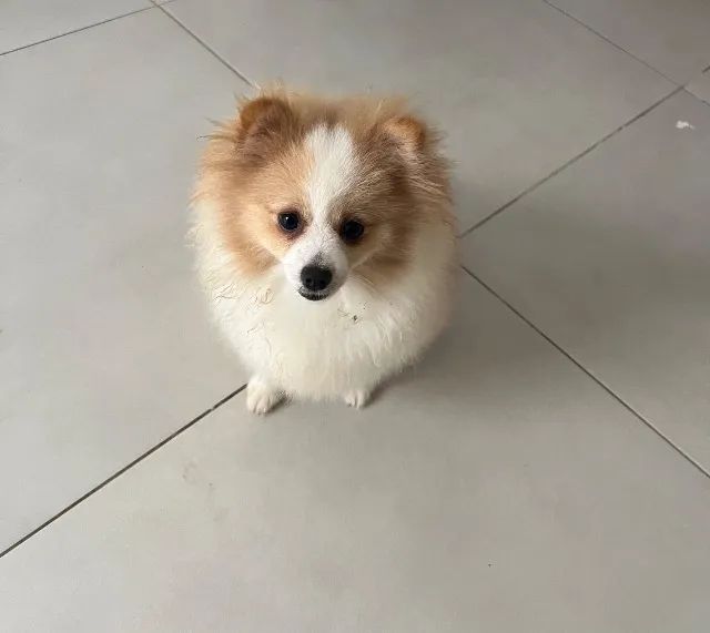 Spitz Alemão  - Foto 4