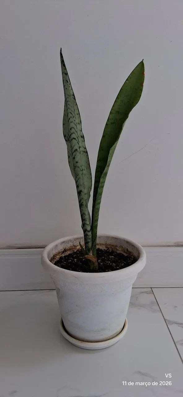 PLANTAS - Foto 2