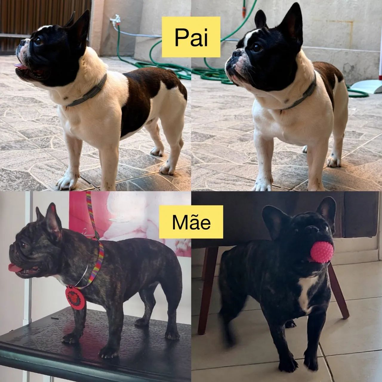 Buldogue Francês a venda - Foto 4