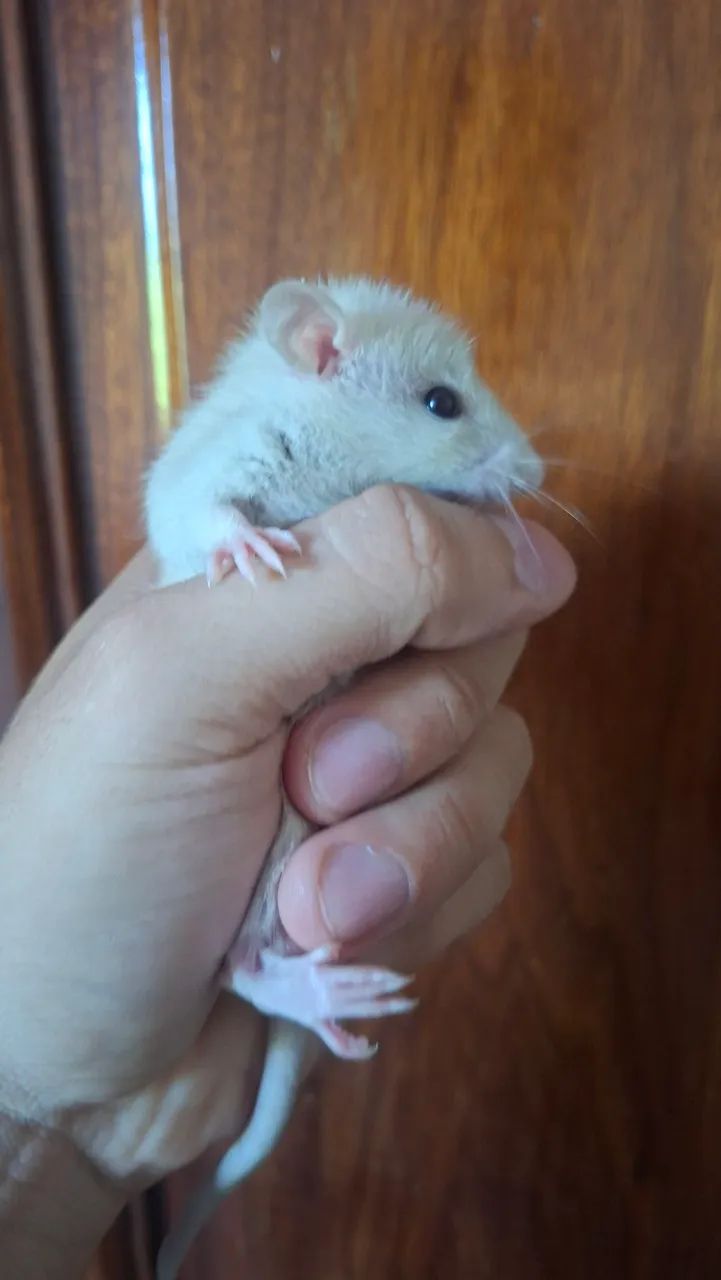 Rato twister  - Foto 5