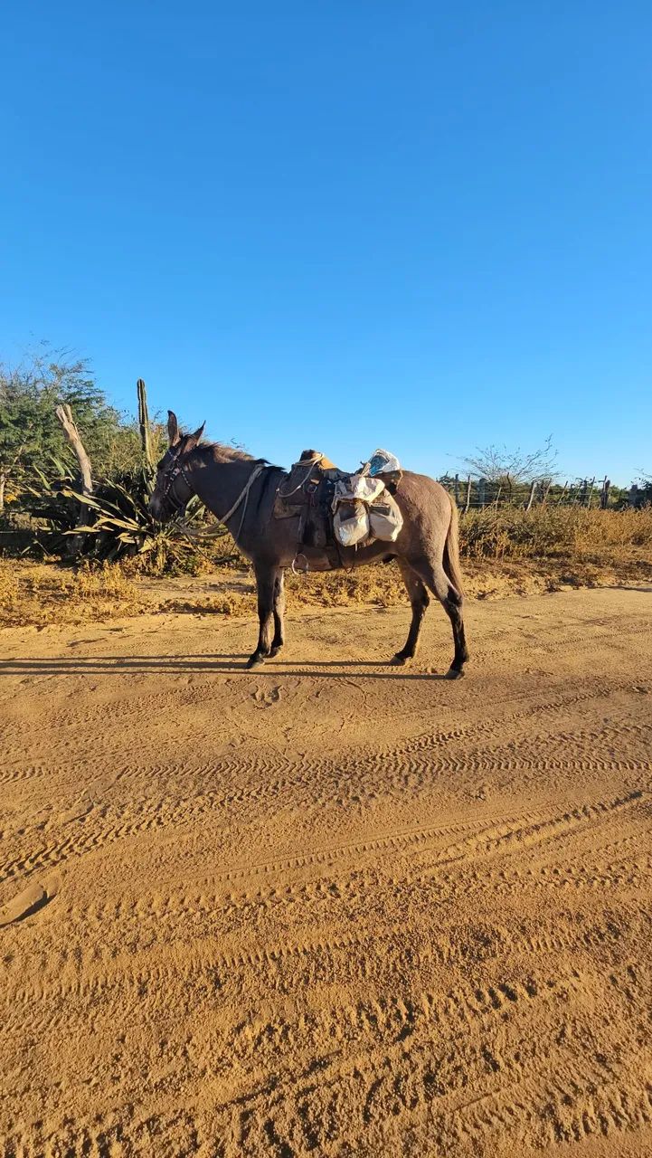 Burro Arriado