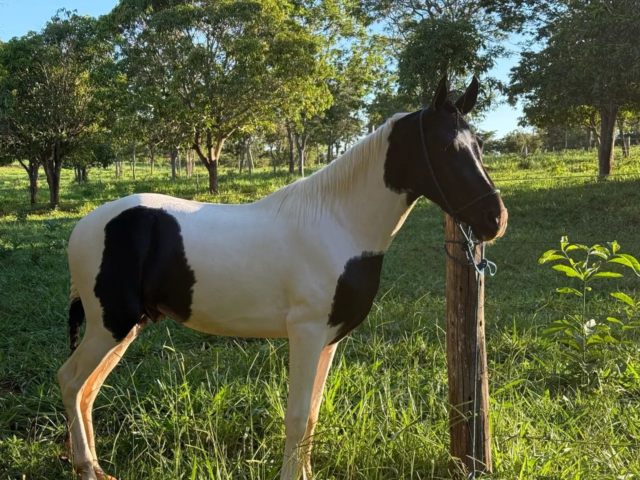 Cavalo Pampa 