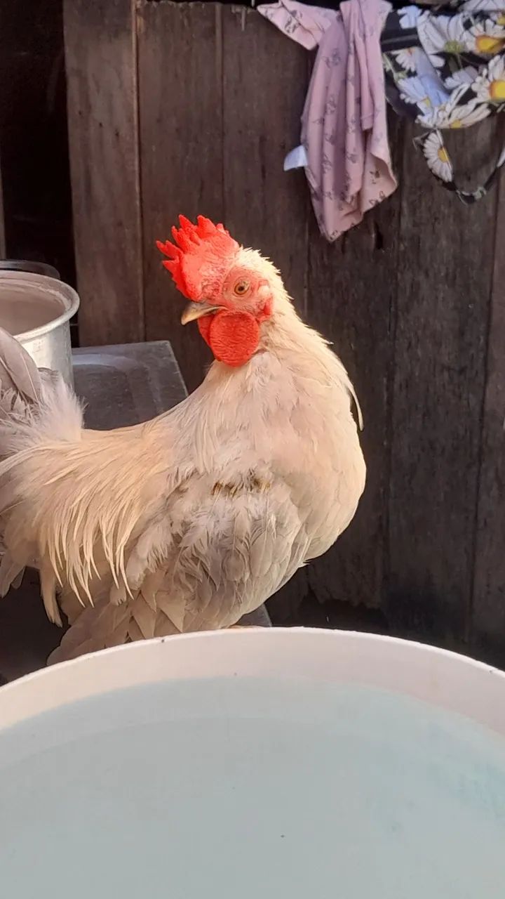 2 galinhos pequenos  - Foto 2