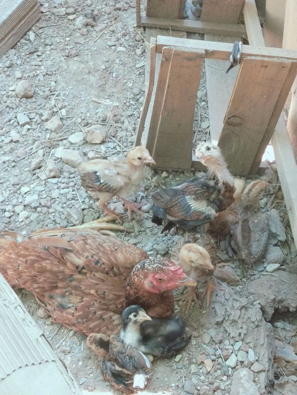 Galinha caipira e pato  - Foto 3