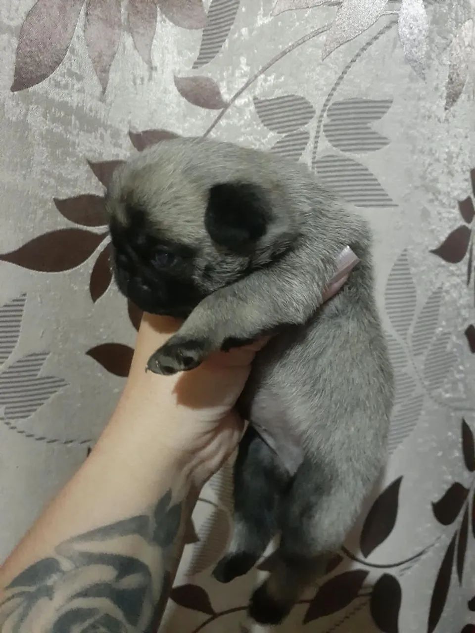 Filhotes de pug abricó  - Foto 2