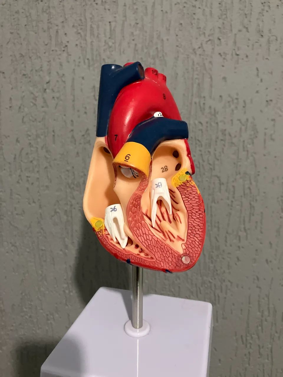 Modelo anatômico coração 