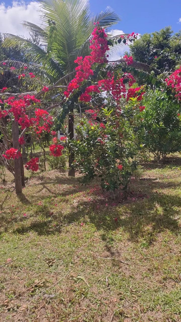 Aluguel de casa  no Sitio - Foto 7