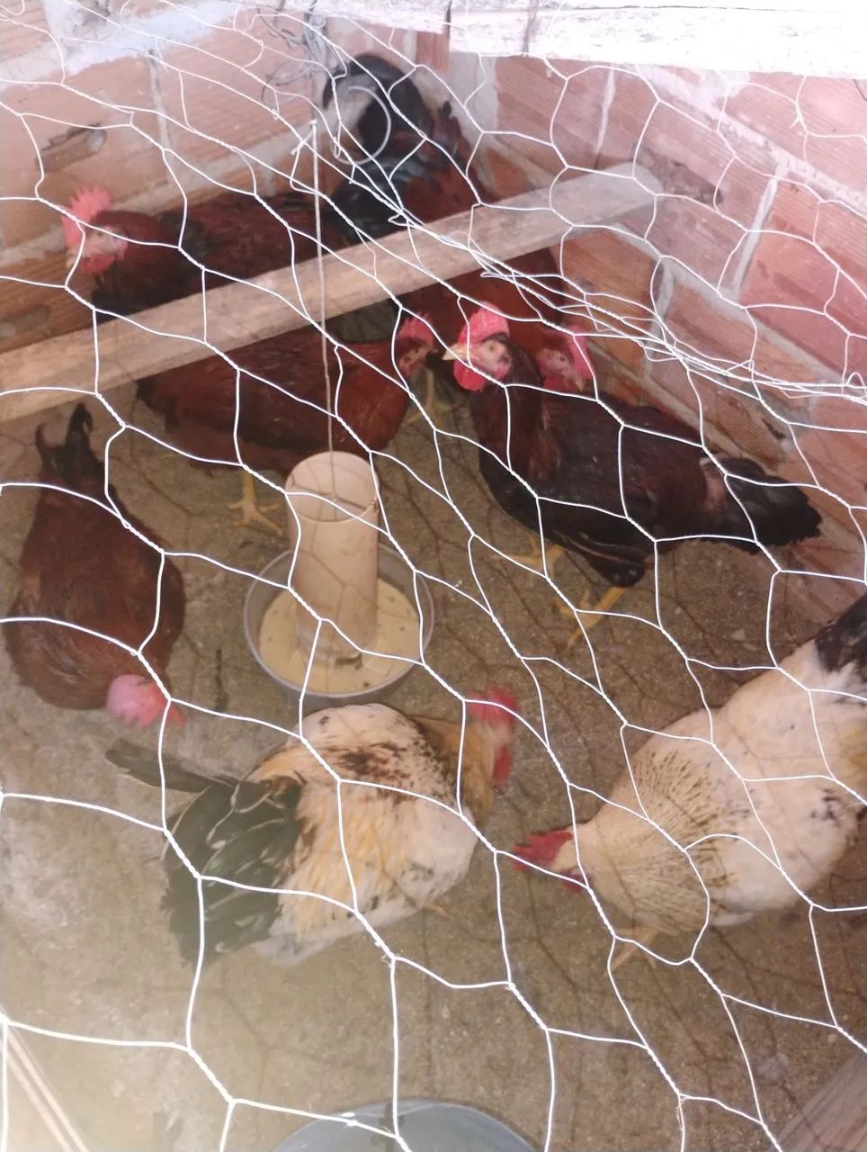 Frangos bonitos para tá caipira com gsbgalos  - Foto 4