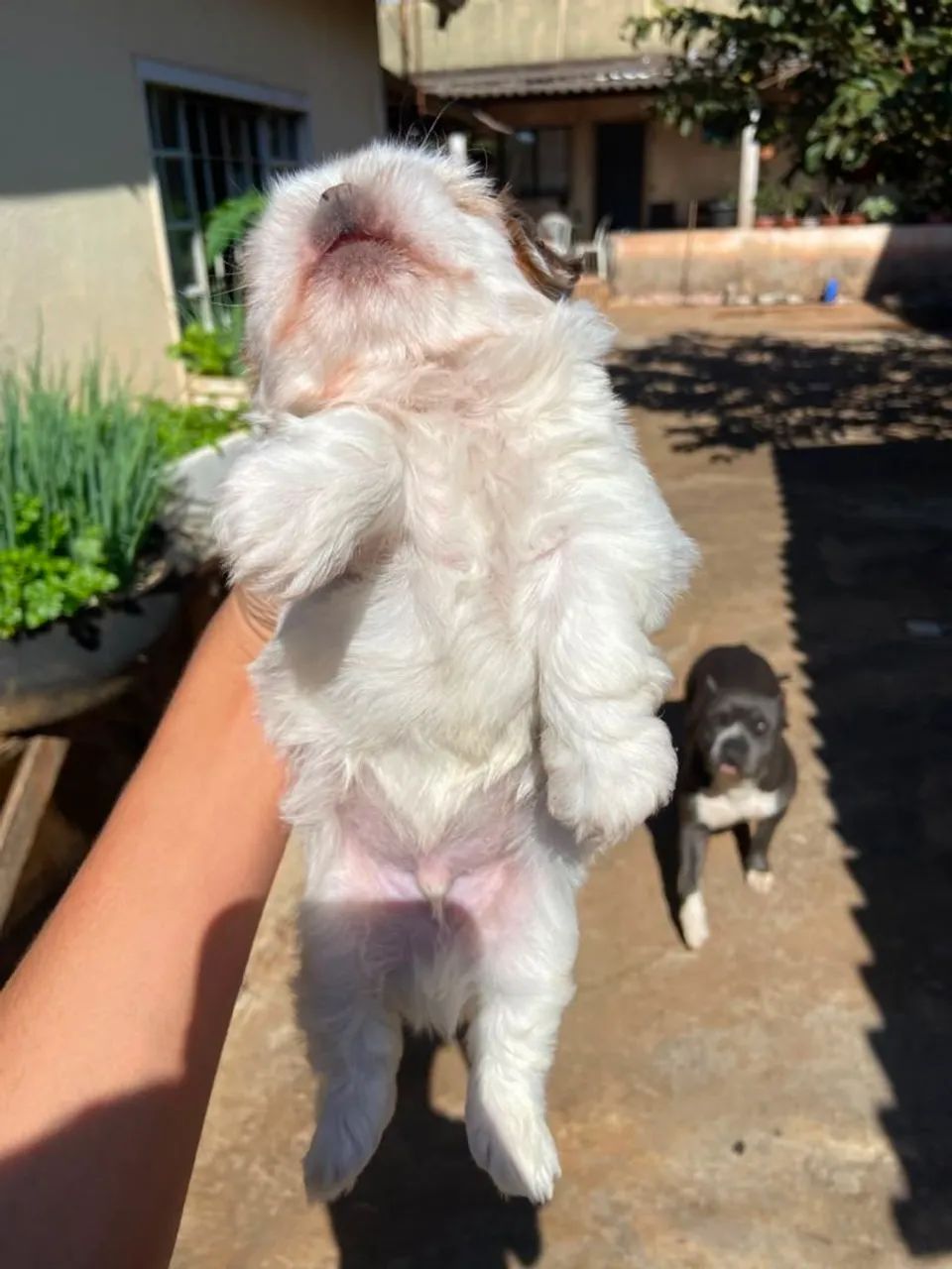 Cachorrod - Foto 2