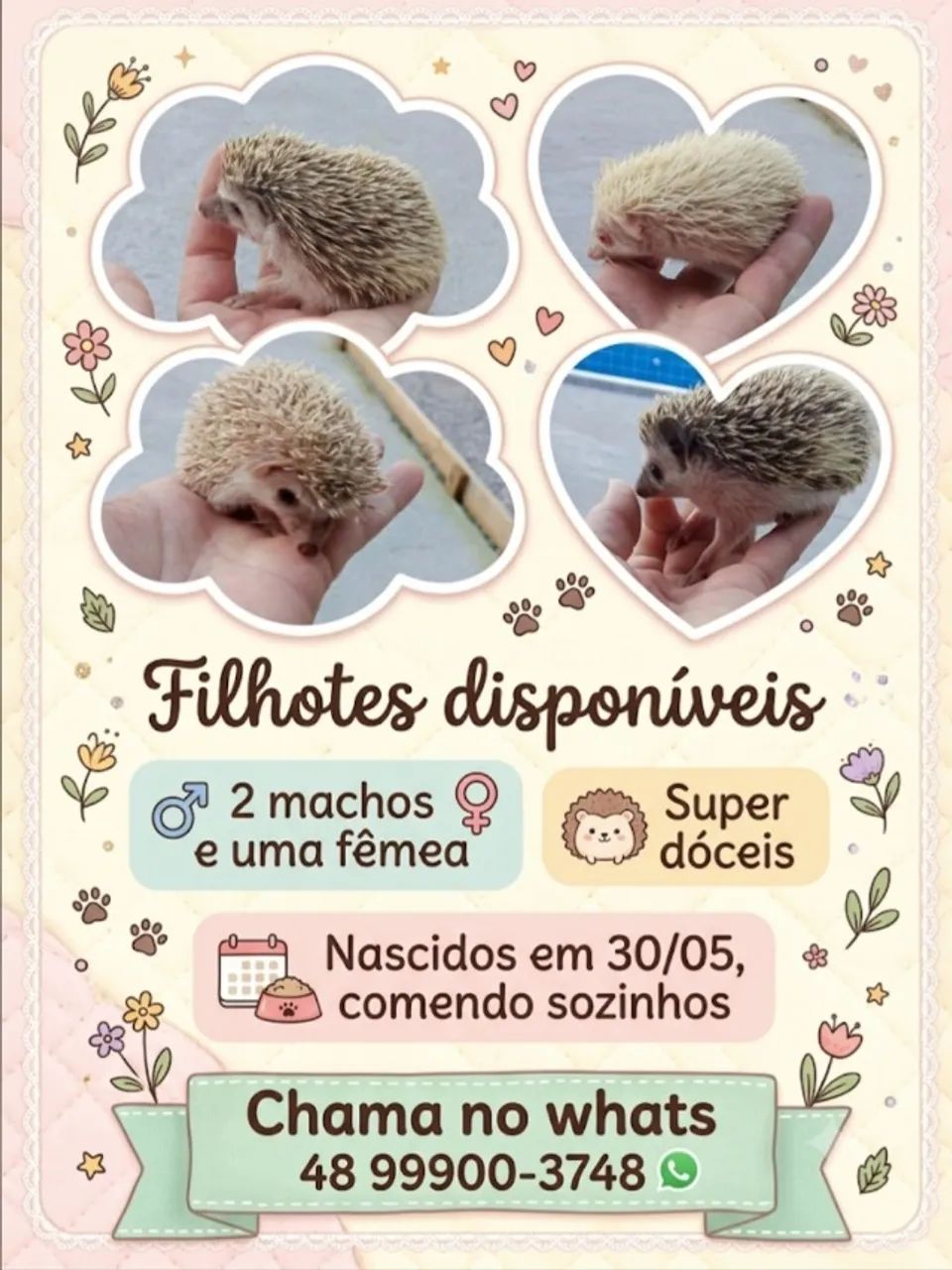 Lindos filhotes